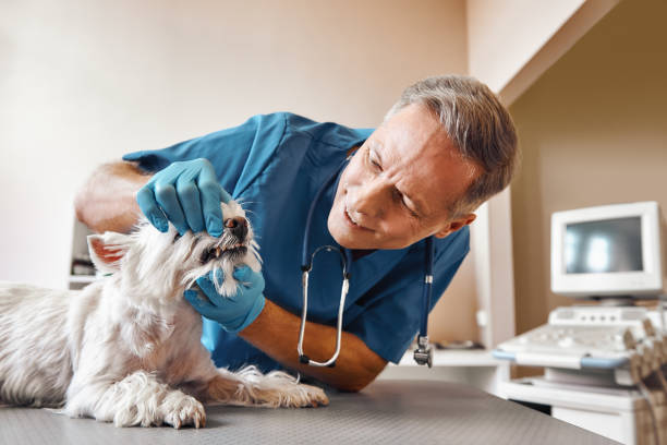 Best 24-Hour Emergency Dentist in North Lynnwood, WA